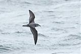 Cook's Petrelborder=