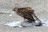 Cooper's Hawk