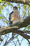 Cooper's Hawk