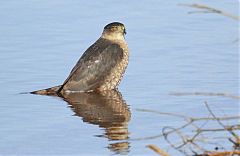 Cooper's Hawk