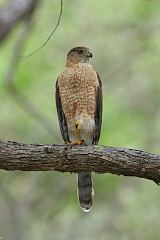 Cooper's Hawk