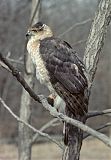 Cooper's Hawk