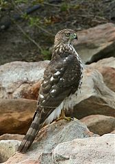 Cooper's Hawk