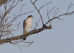 Cooper's Hawk