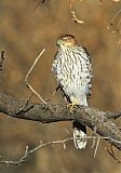 Cooper's Hawk