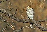 Cooper's Hawk