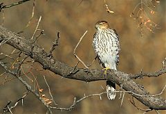 Cooper's Hawk