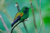 Copper-rumped Hummingbird