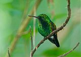 Copper-rumped Hummingbird