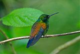 Copper-rumped Hummingbird