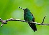 Copper-rumped Hummingbird