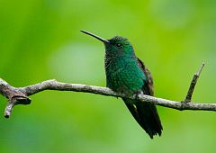 Copper-rumped Hummingbird