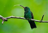 Copper-rumped Hummingbird