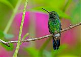 Copper-rumped Hummingbird