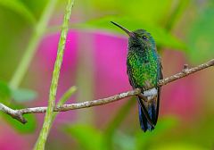 Copper-rumped Hummingbird