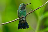 Copper-rumped Hummingbird