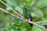 Copper-rumped Hummingbird