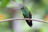 Copper-rumped Hummingbird