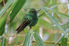 Coppery-headed Emerald