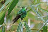 Coppery-headed Emerald