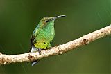 Coppery-headed Emerald