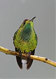 Coppery-headed Emerald