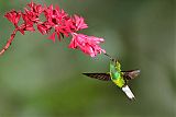 Coppery-headed Emerald