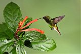 Coppery-headed Emerald