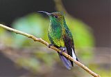 Coppery-headed Emerald