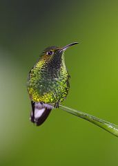 Coppery-headed Emerald