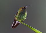 Coppery-headed Emerald