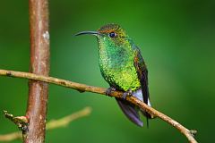 Coppery-headed Emerald