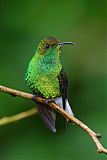 Coppery-headed Emerald