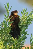 Coppery-tailed Coucal