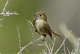 Cordilleran Flycatcher