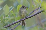 Cordilleran Flycatcher