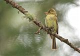 Cordilleran Flycatcher