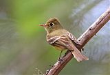 Cordilleran Flycatcher