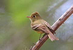 Cordilleran Flycatcher