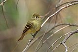 Cordilleran Flycatcher