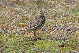 Correndera Pipit