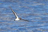 Cory's Shearwater