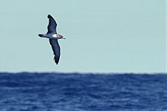 Cory's Shearwater