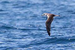 Cory's Shearwater