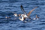 Cory's Shearwater