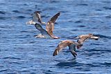 Cory's Shearwater