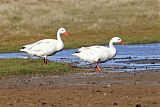 Coscoroba Swan