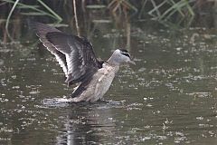 Cotton Pygmy-Goose