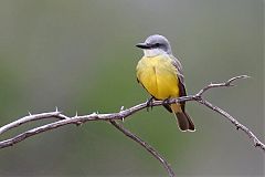 Couch's Kingbird