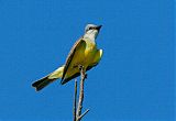 Couch's Kingbird